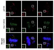 Anti-Hec1 (phospho Ser 165) antibody used in Immunocytochemistry/ Immunofluorescence (ICC/IF). GTX70013